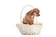 chihuahua in basket isolated on white background