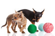 chihuahua and a ball of thread  isolated on white background
