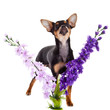chihuahua and flowers isolated on white background