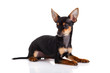 chihuahua isolated on white background