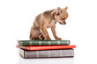 chihuahua on the books isolated on white background