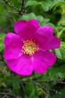 canvas print picture - Japanese Rose