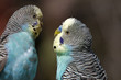 Foto: Blaue Wellensittiche Blaue Wellensittiche