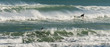 surfers with big waves