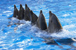 Dolphins friends