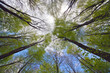 Tree canopy