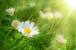 Foto: Spring Meadow With Golden Daisies. Spring Meadow With Golden Daisies.