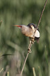 Little bittern, Ixobrychus minutus, single male