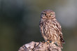 Little owl, Athene noctua,