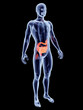 Internal Organs - Intestines.
