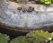 Snakes