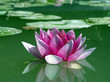 lotus
