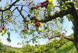 Beautiful rich red branch ripe cherries and green leaves