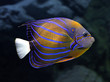 angelfish underwater - pomacanthus annularis