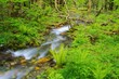 FRESH VERDURE forest 初夏の山渓