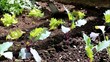 Gartenarbeit