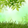 natur wiese baum