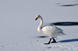 氷上を歩く白鳥