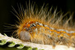 Hairy orange larva on grass