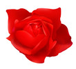 canvas print picture - Red rose