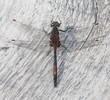 Dragonfly on a white timber board