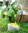 petit escargot jaune, dans le jardin