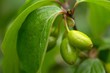 unreife kornelkirschen / unripe cornel fruits