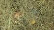 A hand cvollects a few estaer eggs from a pile of straw.