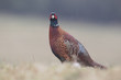 Common pheasant, Phasianus colchicus,  male