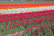 colorful Dutch tulips