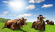 Photo: Cows in the meadow Cows in the meadow