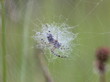 Eichblatt-Radspinne (Aculepeira ceropegia) im Radnetz