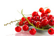 redcurrant