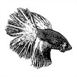 Fighting fish,  Betta splendens sketch vector