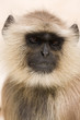 Photo: Hanuman langur , India Hanuman langur , India