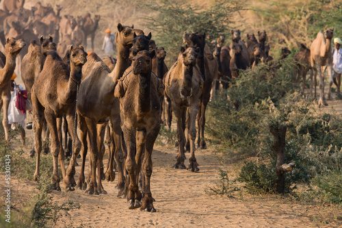 Photo: Pushkar Camel Mela. Rajasthan, India. Pushkar Camel Mela. Rajasthan, India.