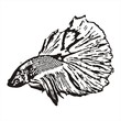 Fighting fish, Betta splendens sketch vector