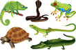 Vector: reptiles and amphibians photo-realistic vector set reptiles and amphibians photo-realistic vector set