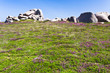 moorland with stone boulders in Brittany