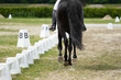 Foto: Dressage horse Dressage horse