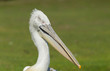 Dalmatian pelican (Pelecanus crispus)