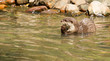 Oriental Small-Clawed Otter foraging