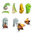 Butterfly stages with cocoon on white background