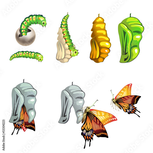 Vector: Butterfly stages with cocoon on white background Butterfly stages with cocoon on white background