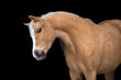 Photo: Yellow horse portrait, isolated on black background. Yellow horse portrait, isolated on black background.