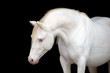 Photo: White horse portrait, isolated on black background. White horse portrait, isolated on black background.