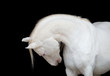 Photo: White horse portrait, isolated on black background. White horse portrait, isolated on black background.