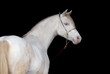 Photo: White horse portrait, isolated on black background. White horse portrait, isolated on black background.
