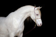 Photo: White horse portrait, isolated on black background. White horse portrait, isolated on black background.
