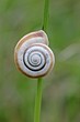 Foto: Westliche Heideschnecke am Dörnberg Westliche Heideschnecke am Dörnberg